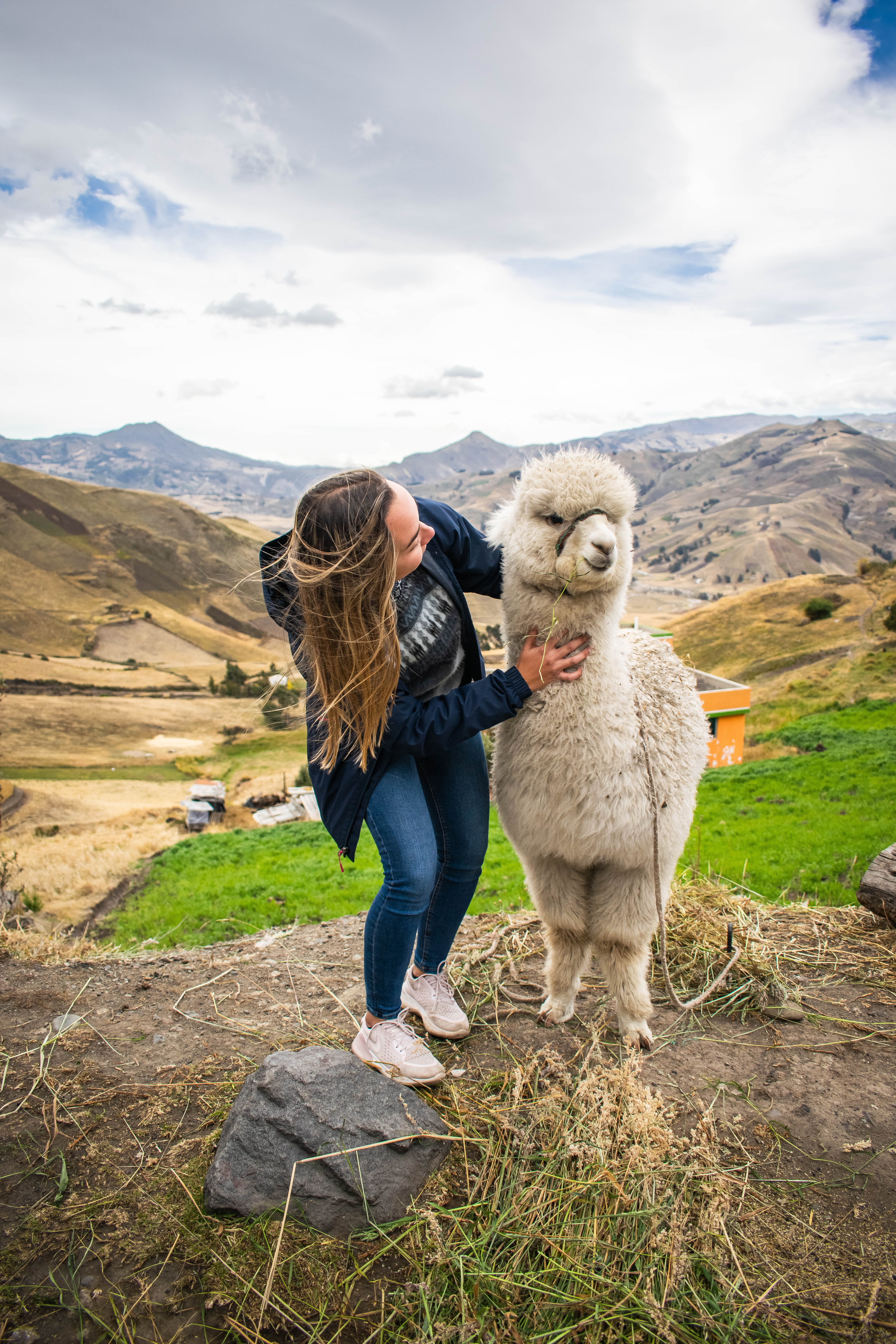 alpaca andes quilotoa ecuador