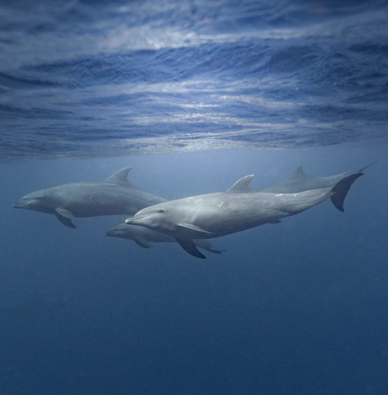 Dolphins Galapagos