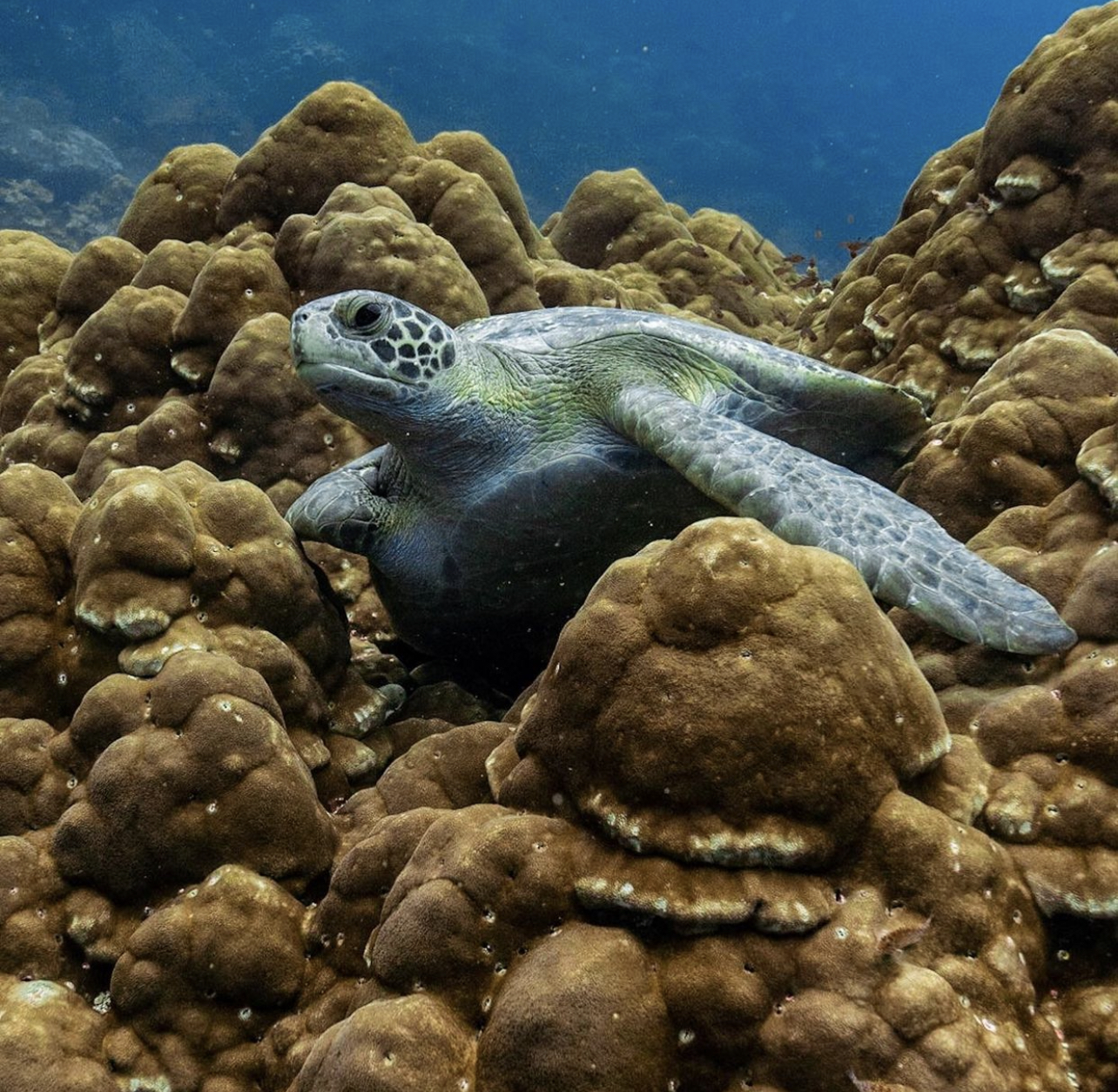 Sea turtle Galapagos