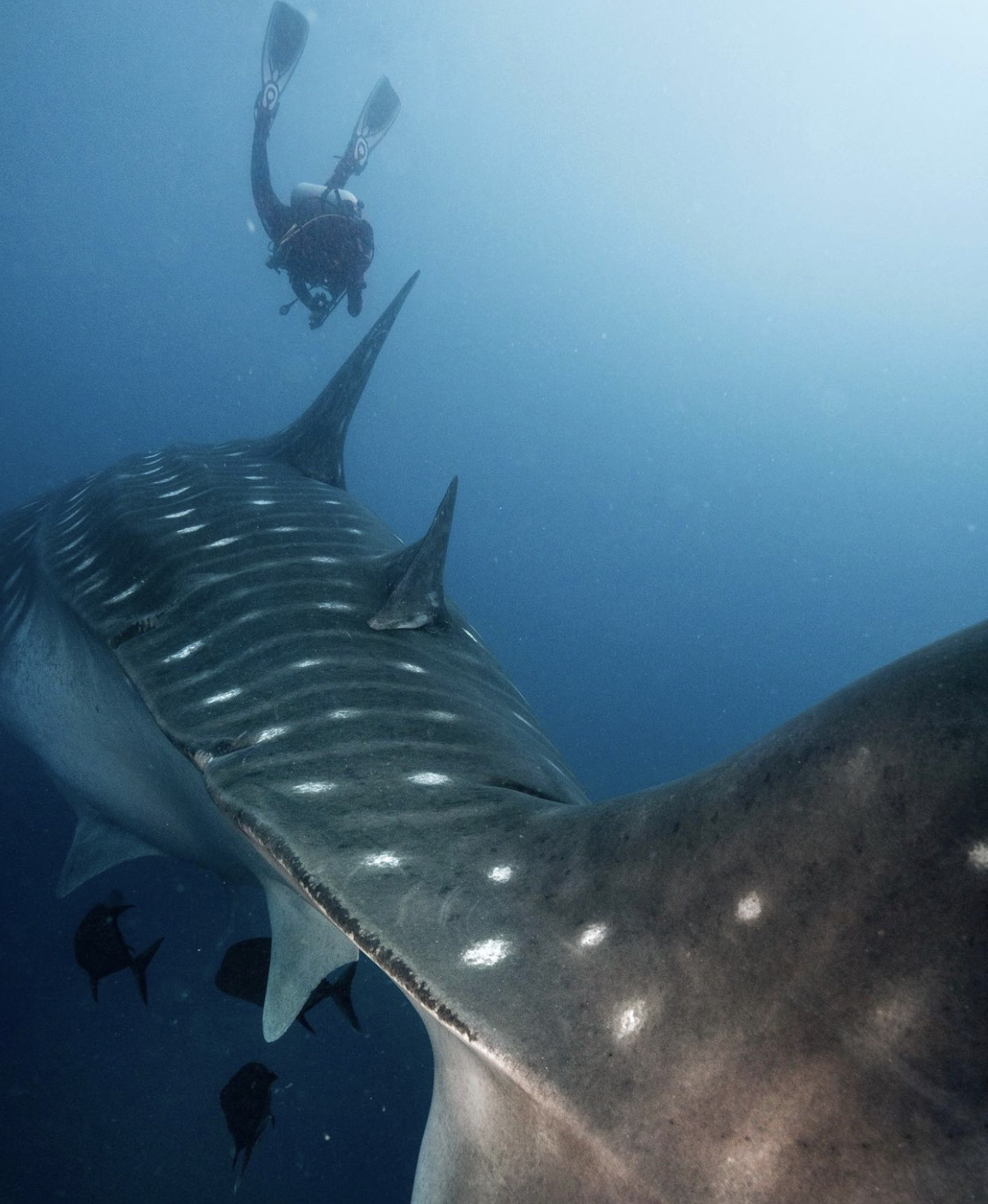 whale shark galapagos