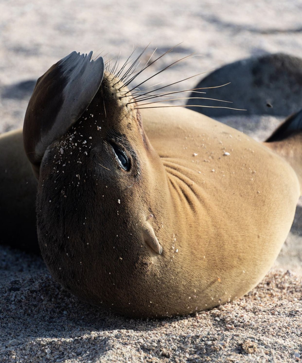 Sea lion Galapagos