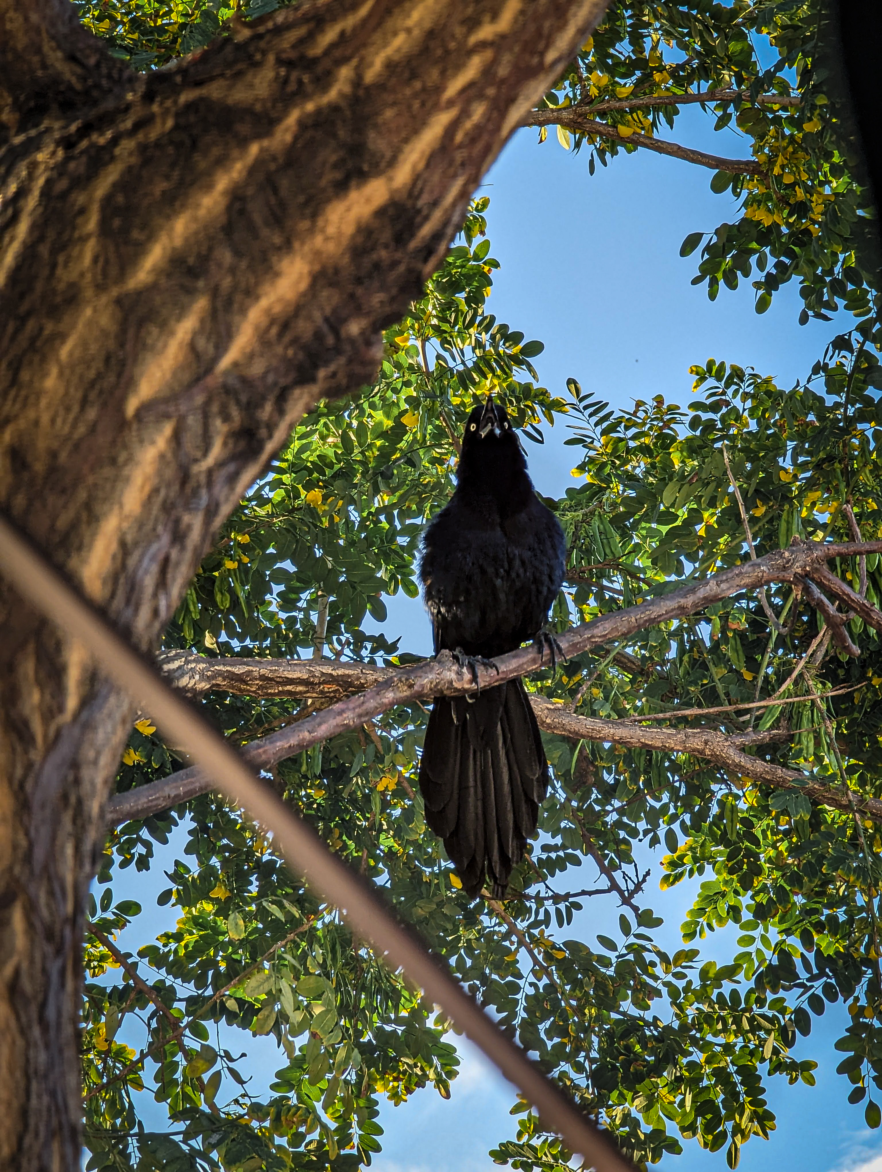 Bird in Ometepe, Nicaragua