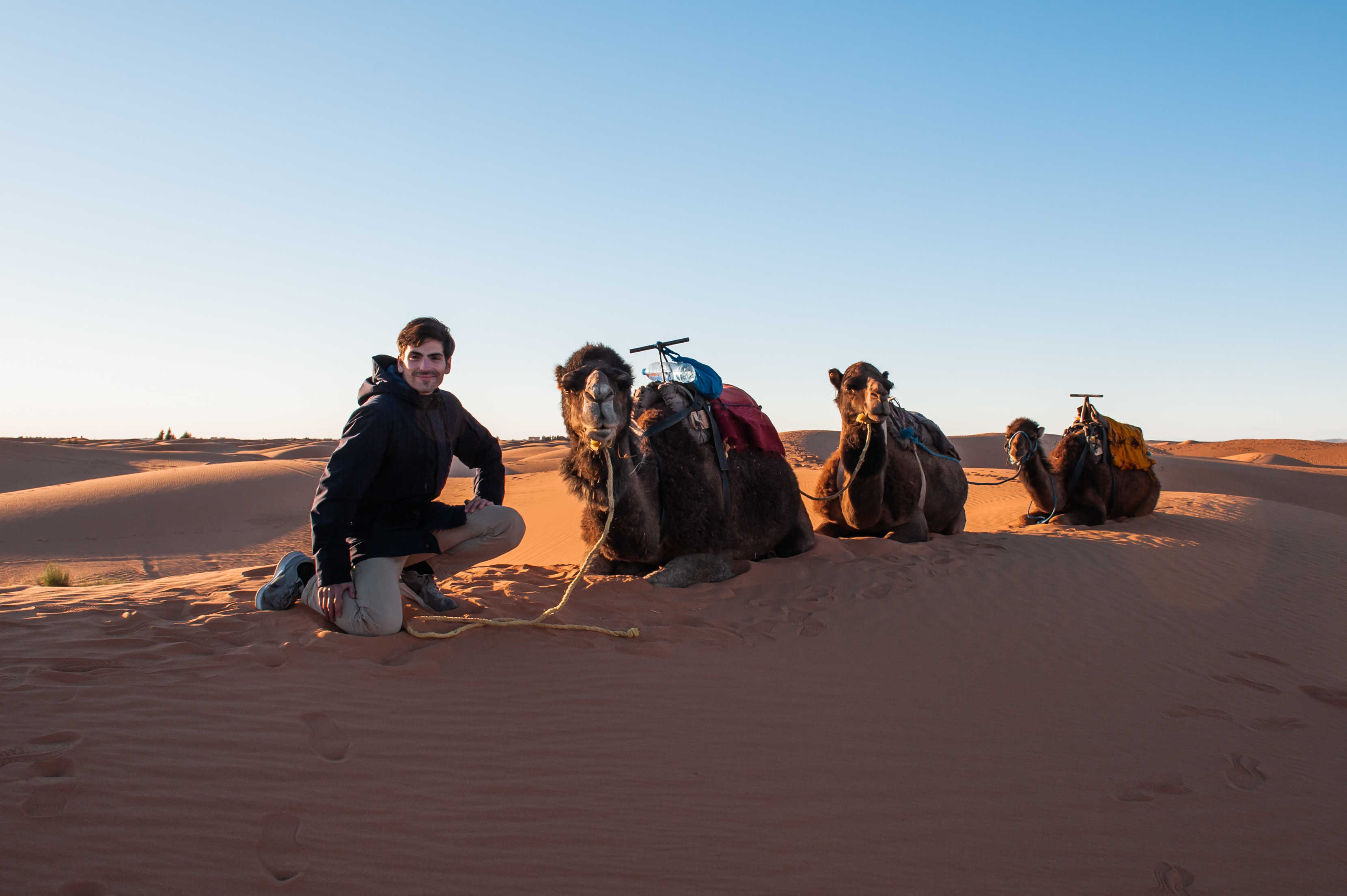 Camels in the Merzouga Desert
