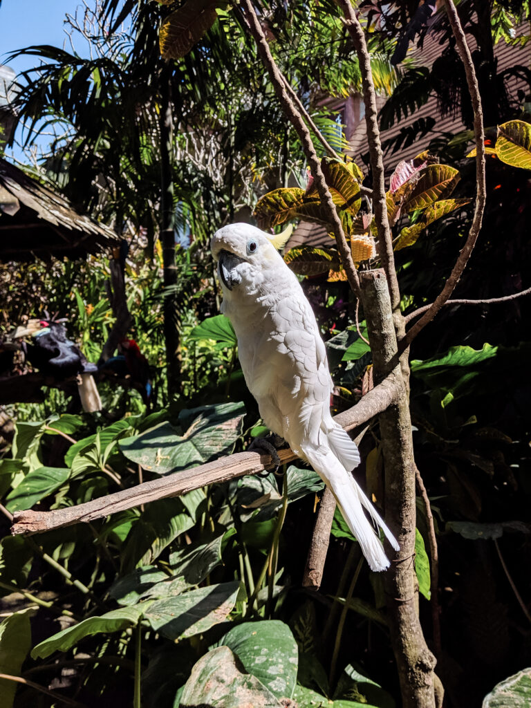 Bird in Ubud